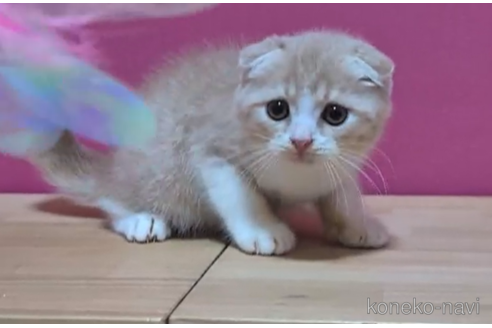 成約済の東京都のスコティッシュフォールド(折れ耳)-93189の3枚目